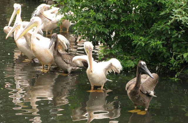 Zomerworkshop Artis dieren in steen